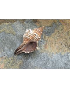 Fasciolaria Trapezium 10cm