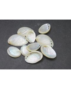 Abalone