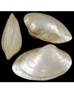 Cabebe Shell Paired 14cm